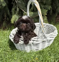 Truffles, a female Shih Tzu for sale in Middlebury, IN – Photo 2 of 4