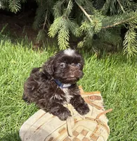 Truffles, a female Shih Tzu for sale in Middlebury, IN – Photo 3 of 4