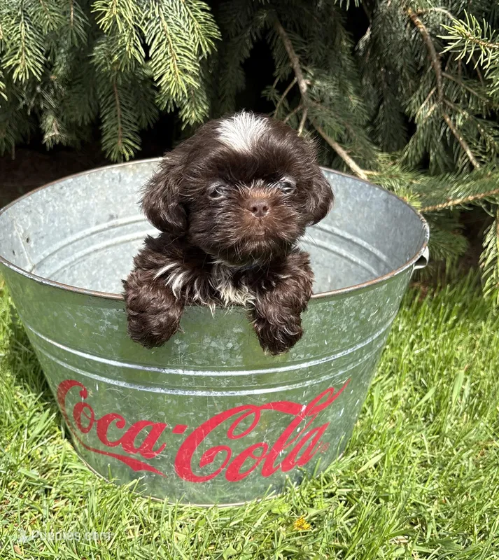 Truffles – Shih Tzu puppy for sale in Middlebury, IN