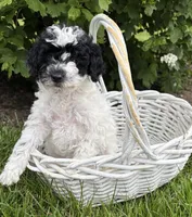 Poppy , a female Poodle - Miniature  for sale in Middlebury, IN – 2 of 4