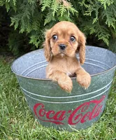 Calihan, a male Cavalier King Charles Spaniel for sale in Middlebury, IN – 2 of 4