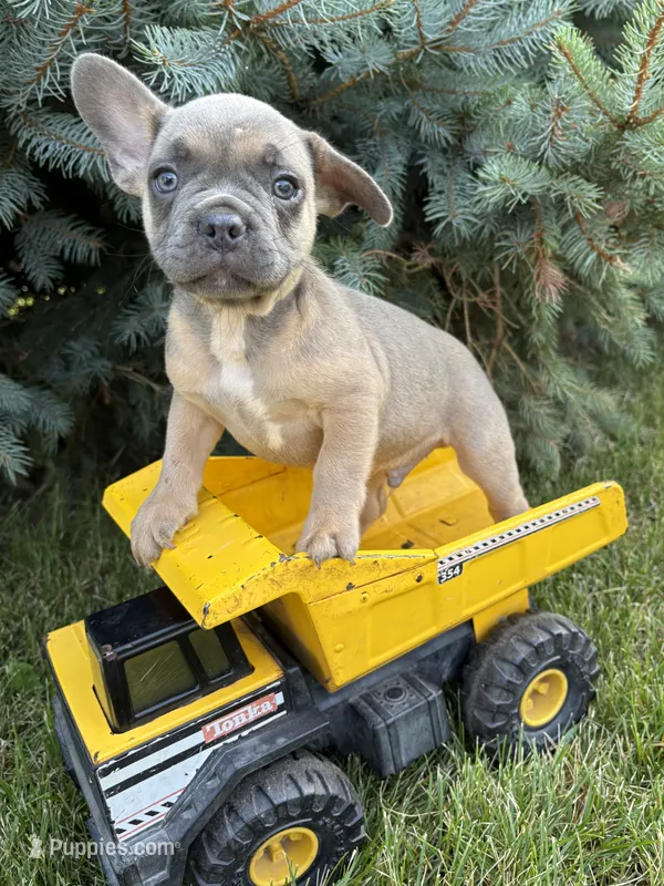 Duke – French Bulldog puppy for sale in Middlebury, IN