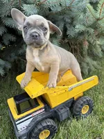 Duke, a male French Bulldog for sale in Middlebury, IN – 1 of 4