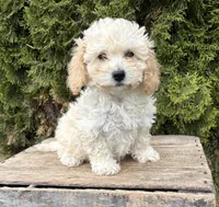 Jill, a female Bichpoo for sale in Middlebury, IN – 2 of 4