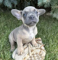 Duke, a male French Bulldog for sale in Middlebury, IN – 2 of 4