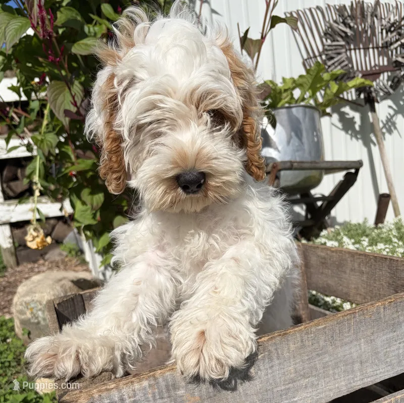 Jenson – Cockapoo puppy for sale in Middlebury, IN
