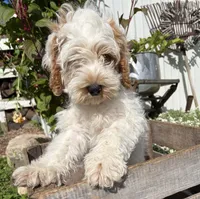 Jenson, a male Cockapoo for sale in Middlebury, IN – 1 of 5