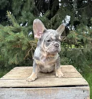 Clancy, a male French Bulldog for sale in Middlebury, IN – 5 of 5