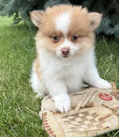Kipp, a male Pomeranian for sale in Middlebury, IN – 3 of 4