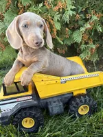 Boone, a male Miniature Dachshund for sale in Middlebury, IN – 2 of 5