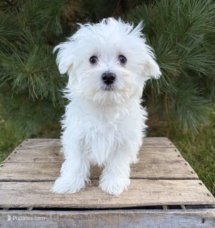 Eddie – Maltese puppy for sale in Middlebury, IN