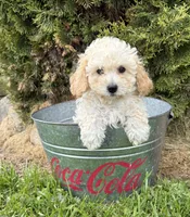 Jill, a female Bichpoo for sale in Middlebury, IN – 4 of 4