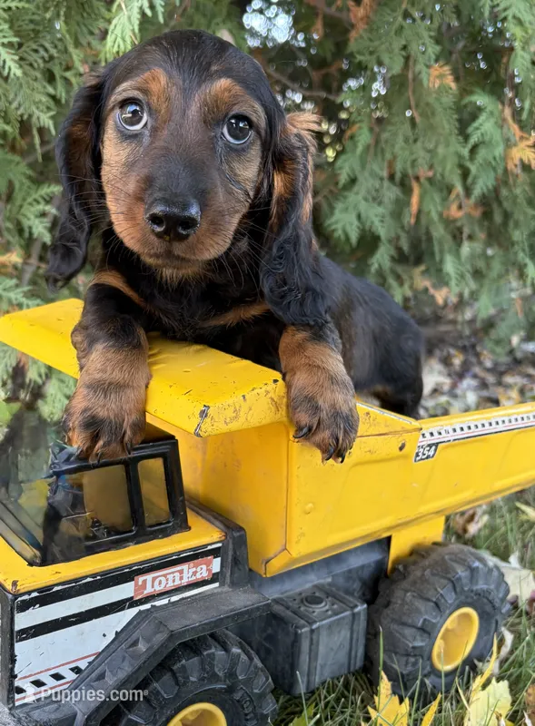 Dominic – Dachshund puppy for sale in Middlebury, IN