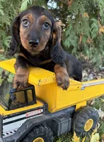 Dominic, a male Dachshund for sale in Middlebury, IN – 1 of 4