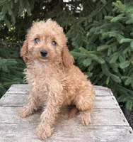 Rosie, a female Cavapoo for sale in Middlebury, IN – 2 of 4