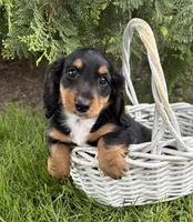 Hendrix , a male Dachshund for sale in Middlebury, IN – 3 of 4