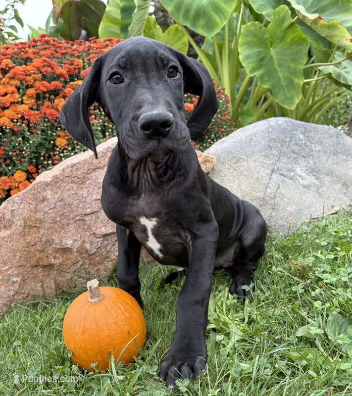 Eloise – Great Dane puppy for sale in Middlebury, IN