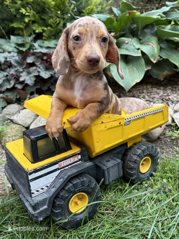 Fizzle – Dachshund puppy for sale in Middlebury, IN