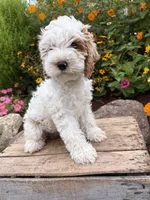 Jenson, a male Cockapoo for sale in Middlebury, IN – 4 of 5