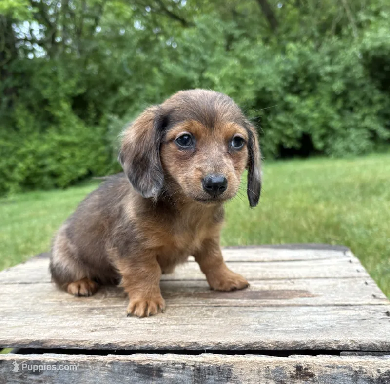 Romeo – Dachshund puppy for sale in Middlebury, IN