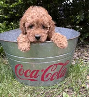 Zayla, a female Cockapoo for sale in Middlebury, IN – 2 of 4
