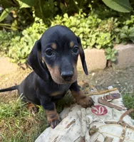 Reily , a male Dachshund for sale in Middlebury, IN – 3 of 5