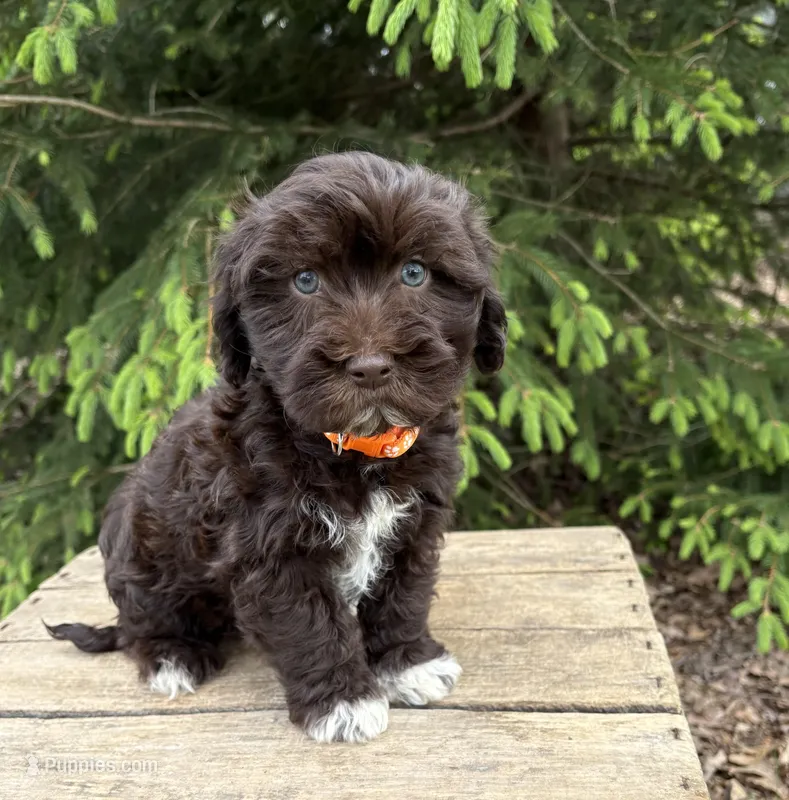 Jasper – Havanese puppy for sale in Middlebury, IN