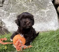 Jasper, a male Havanese for sale in Middlebury, IN – Photo 3 of 5