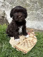 Jasper, a male Havanese for sale in Middlebury, IN – Photo 4 of 5