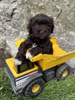Jasper, a male Havanese for sale in Middlebury, IN – Photo 2 of 5
