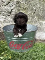 Jasper, a male Havanese for sale in Middlebury, IN – Photo 5 of 5