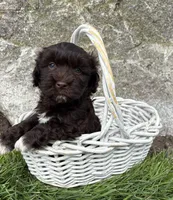 Jasper, a male Havanese for sale in Middlebury, IN – Photo 1 of 5