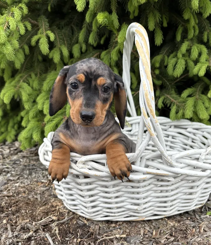 Harper – Dachshund puppy for sale in Middlebury, IN