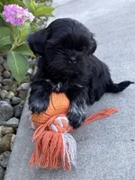 Koko, a female Shih Tzu for sale in Middlebury, IN – 3 of 5