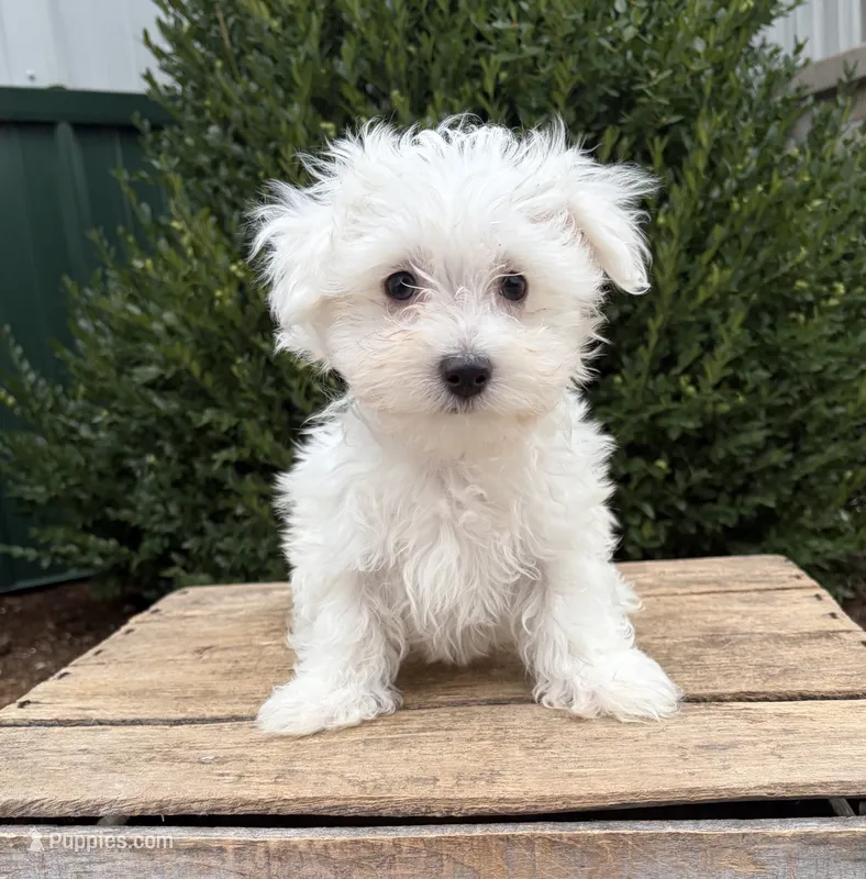 Eddie – Maltese puppy for sale in Middlebury, IN