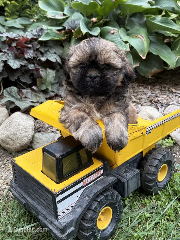 Cooper – Shih Tzu puppy for sale in Middlebury, IN
