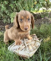 Calihan, a male Dachshund for sale in Middlebury, IN – 3 of 4