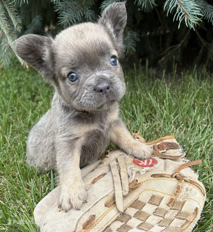 Daisy fluffy – French Bulldog puppy for sale in Middlebury, IN