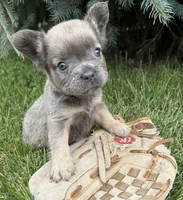 Daisy fluffy, a female French Bulldog for sale in Middlebury, IN – 1 of 4