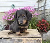 Nash, a male Miniature Dachshund for sale in Middlebury, IN – 2 of 4