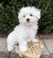Eddie, a male Maltese for sale in Middlebury, IN – 3 of 5
