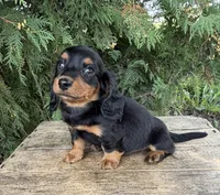Harris, a male Miniature Dachshund for sale in Middlebury, IN – 4 of 5