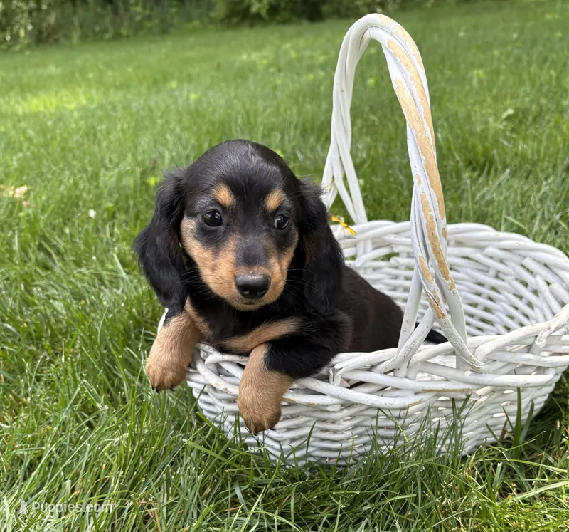 Olive – Dachshund puppy for sale in Middlebury, IN