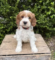 Anson, a male Miniature Goldendoodle for sale in Middlebury, IN – 4 of 4