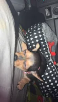 Penny, a female Chihuahua for sale in Radford, VA – 2 of 2