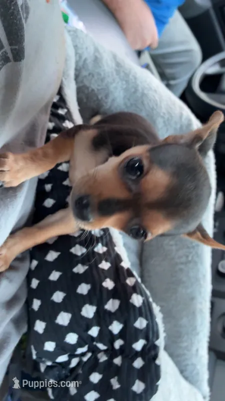 Penny – Chihuahua puppy for sale in Radford, VA