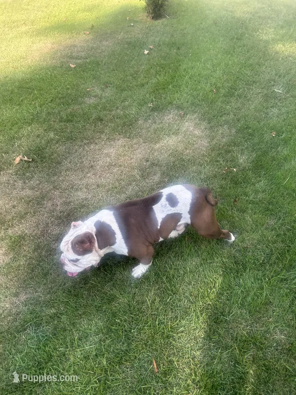 Rocky  – American Bully puppy for sale in Lithonia, GA