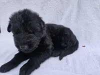 Black long coat girl 4 DDR type, a female German Shepherd Dog for sale in Otis Orchards, WA – 2 of 5