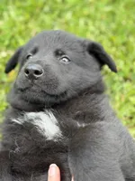 Red male, a male German Shepherd Dog for sale in Otis Orchards, WA – 2 of 10