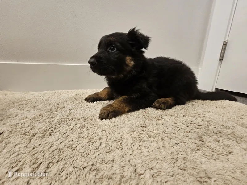 Long coat girl 4 75%DDR , a female German Shepherd Dog for sale in Otis Orchards, WA – Photo 1 of 5